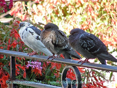 pigeons