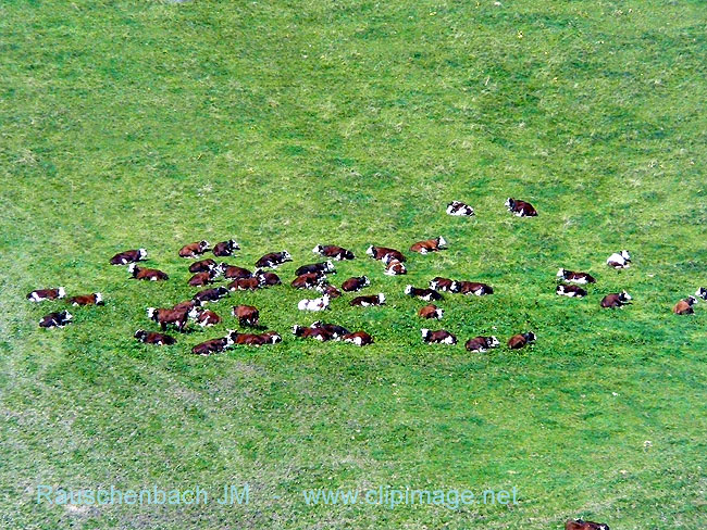 c017.col des aravis,vaches.jpg