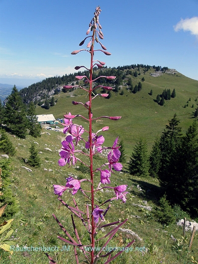 col de l anglette 7.jpg